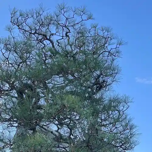松本山　地福禅寺の自然
