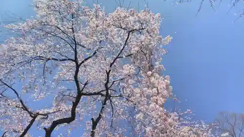 平野神社の自然