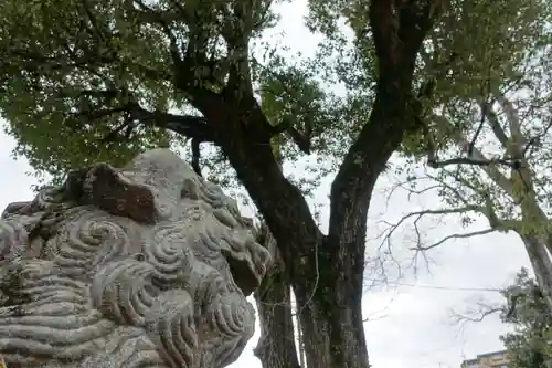 縣神社の狛犬