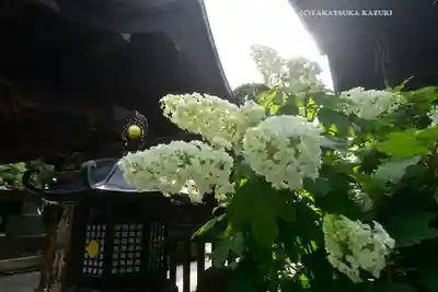 高幡不動尊　金剛寺(東京都)