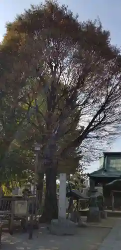 小岩田天祖神社の自然