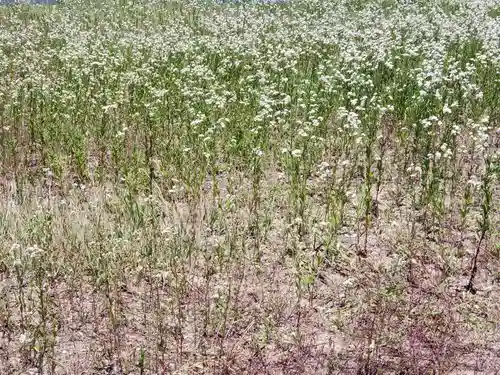 八幡神社の自然
