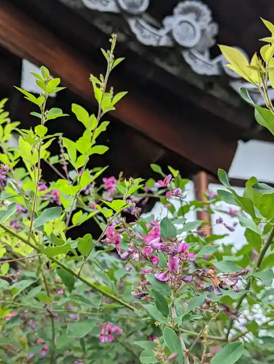 妙蓮寺(京都府)