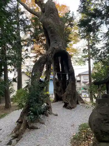 上野総社神社の自然