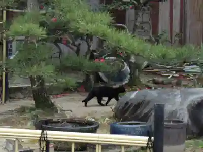 安養院の動物