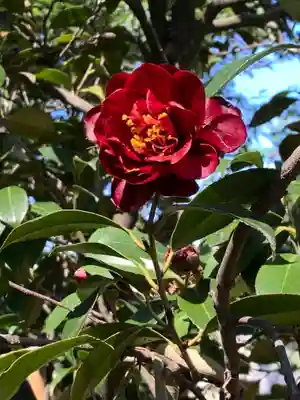 岩槻久伊豆神社(埼玉県)
