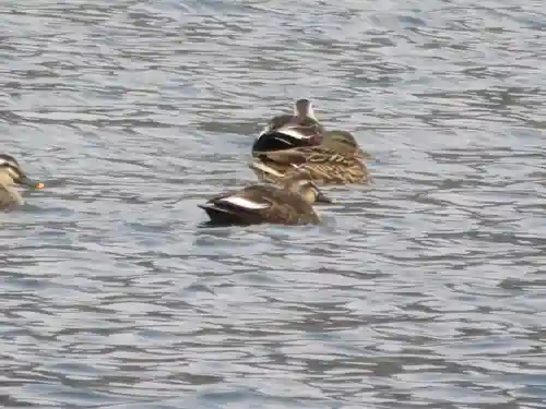 崇神天皇　山邊道勾岡上陵の動物