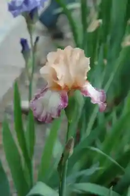 得浄明院(善光寺別院)の自然