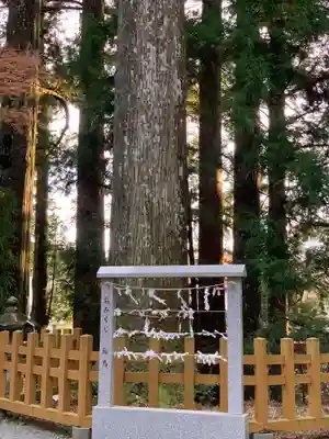 須山浅間神社のおみくじ