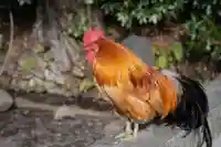 谷保天満宮の動物