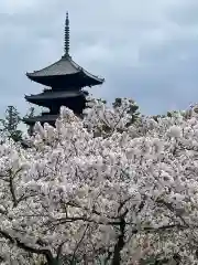 仁和寺の塔