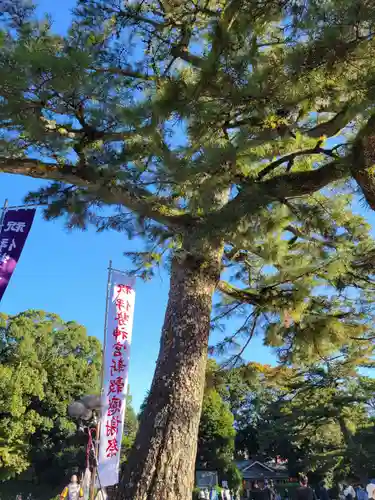 伊勢神宮内宮（皇大神宮）の自然