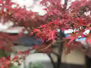 開口神社の自然(2019年12月06日(金) 13時01分18秒投稿)