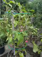 谷中 妙福寺(東京都)