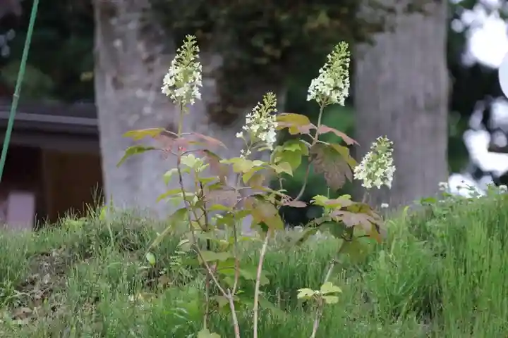 阿久津「田村神社」(郡山市阿久津町)旧社名:伊豆箱根三嶋三社の庭園