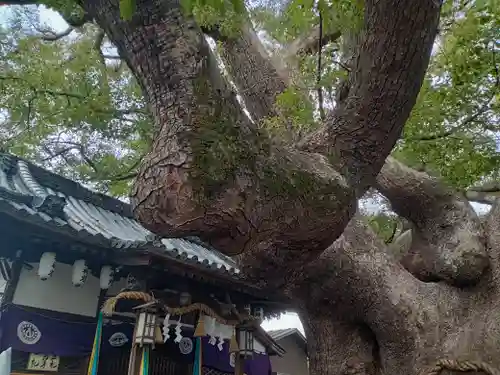 三島神社の自然