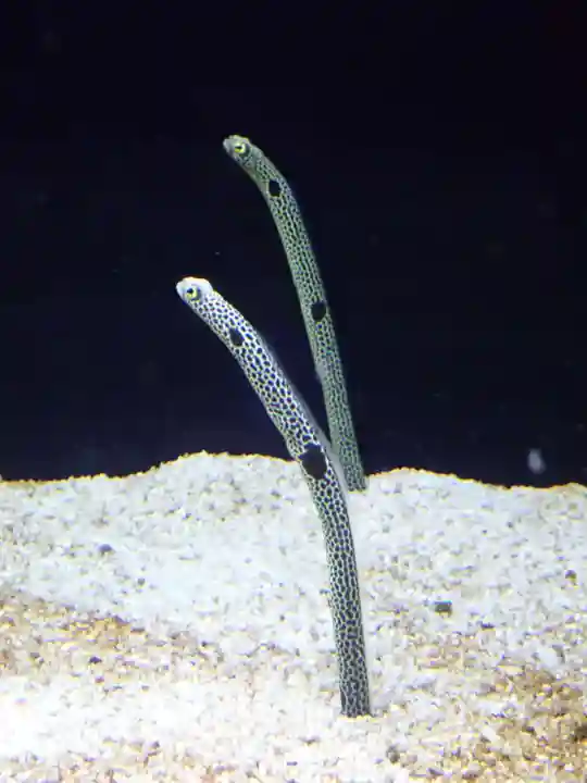 元町厳島神社(神奈川県)
