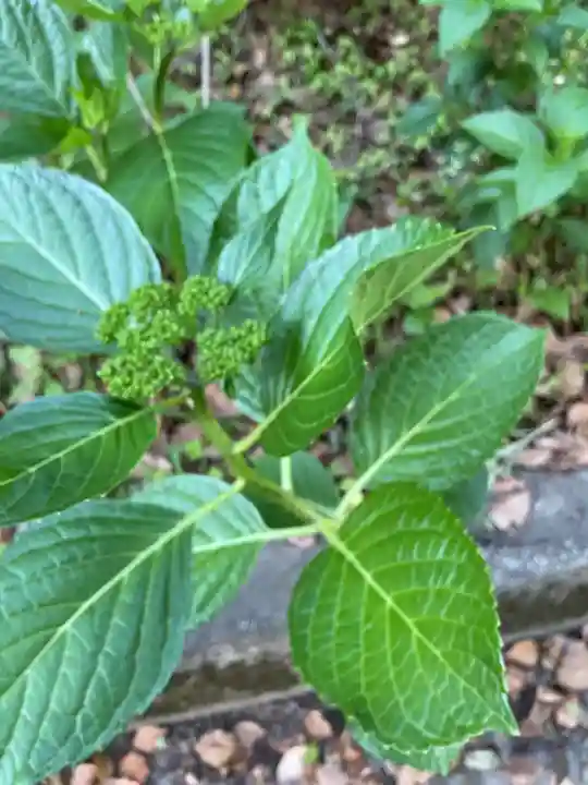 音楽寺(愛知県)