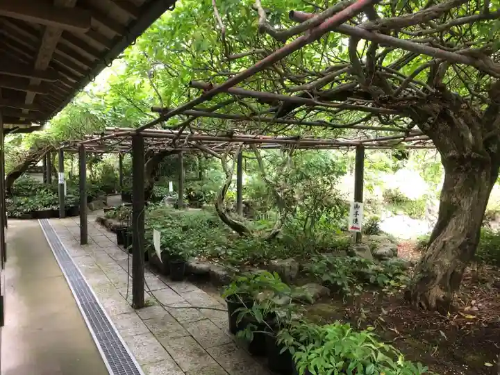 子安地蔵寺の自然