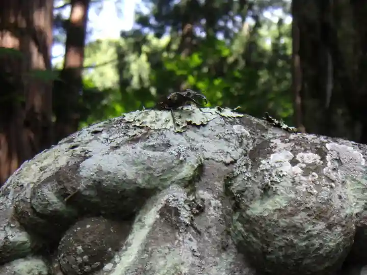 戸隠神社宝光社の動物