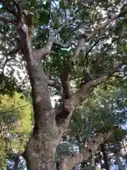 赤井神社の自然