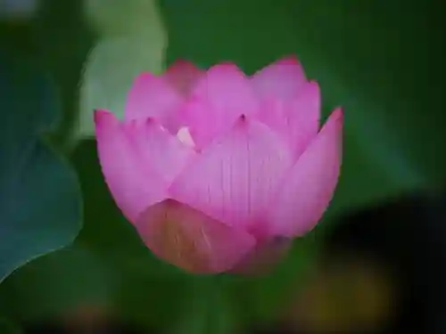 極楽山　浄土寺の自然