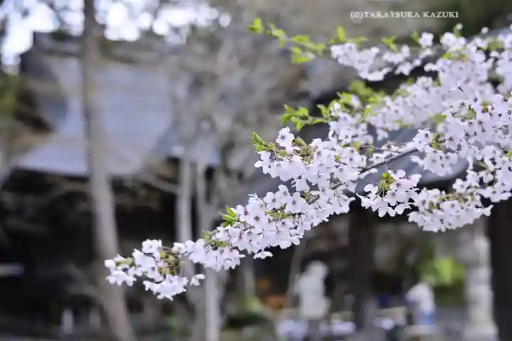 冨士御室浅間神社(山梨県)