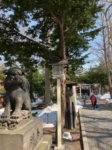 新琴似神社の狛犬