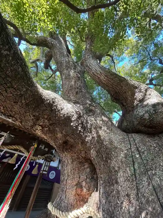 三島神社の{uncategorized: "未分類", other: "その他", undefined: "問題あり", building: "その他建物", grave: "お墓", sacred_gate: "鳥居", guardian: "狛犬", statue: "像", buddha: "仏像", history: "歴史", nature: "自然", garden: "庭園", animal: "動物", pagoda: "塔", temizu: "手水舎", mountain_gate: "山門・神門", sanctuary: "本殿・本堂", subordinate: "末社・摂社", art: "芸術", scenery: "景色", jizo: "地蔵", ema: "絵馬", goshuin: "御朱印", omikuji: "おみくじ", items: "授与品その他", amulet: "お守り", goshuincho: "御朱印帳", eats: "食事", festival: "お祭り", votive_dance: "神楽", shichigosan: "七五三参", wedding: "結婚式", experience: "体験その他", initially: "初詣", around: "周辺", anti_infection: "感染症対策"}