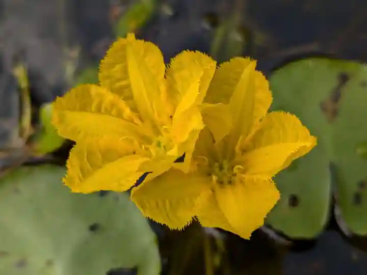 岩井八坂神社(茨城県)