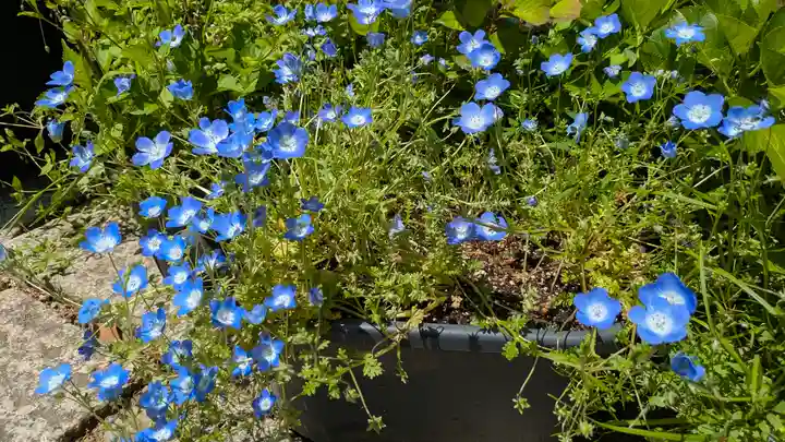 勝林寺(京都府)