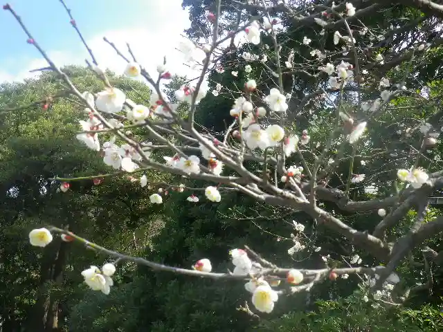 鶴岡八幡宮の自然