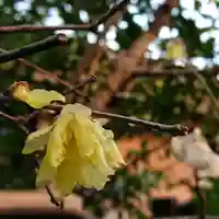 三輪神社の自然