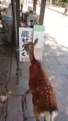 東大寺の動物