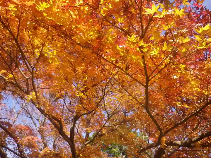 安國論寺(安国論寺)の自然