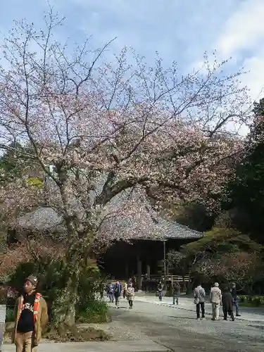妙本寺(神奈川県)