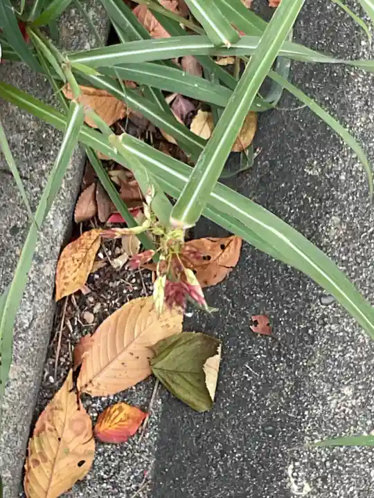 辯天寺(愛知県)