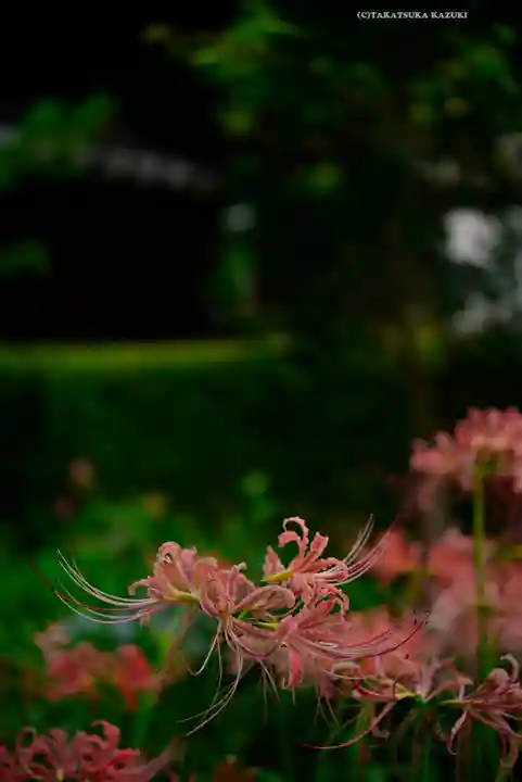 横浜 西方寺(神奈川県)