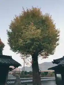 潮音院の自然(2020年11月18日(水) 07時10分27秒投稿)