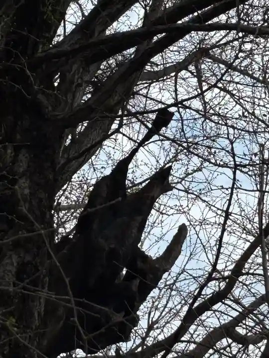 飛木稲荷神社の自然