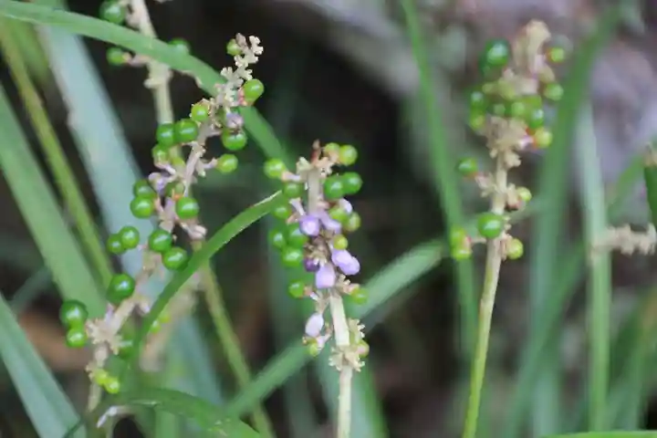 阿久津「田村神社」(郡山市阿久津町)旧社名:伊豆箱根三嶋三社の自然