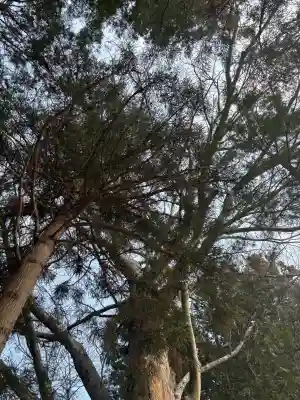 八幡神社の{uncategorized: "未分類", other: "その他", undefined: "問題あり", building: "その他建物", grave: "お墓", sacred_gate: "鳥居", guardian: "狛犬", statue: "像", buddha: "仏像", history: "歴史", nature: "自然", garden: "庭園", animal: "動物", pagoda: "塔", temizu: "手水舎", mountain_gate: "山門・神門", sanctuary: "本殿・本堂", subordinate: "末社・摂社", art: "芸術", scenery: "景色", jizo: "地蔵", ema: "絵馬", goshuin: "御朱印", omikuji: "おみくじ", items: "授与品その他", amulet: "お守り", goshuincho: "御朱印帳", eats: "食事", festival: "お祭り", votive_dance: "神楽", shichigosan: "七五三参", wedding: "結婚式", experience: "体験その他", initially: "初詣", around: "周辺", anti_infection: "感染症対策"}