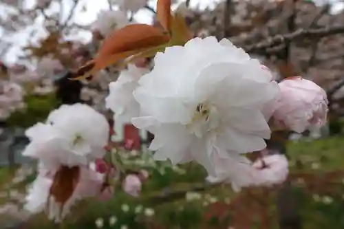 橘寺の自然