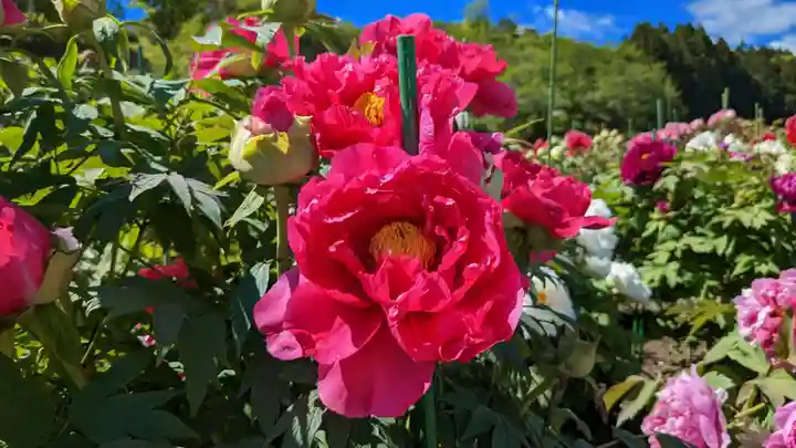 金蛇水神社(宮城県)