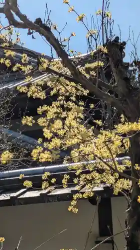 隨心院（随心院）(京都府)