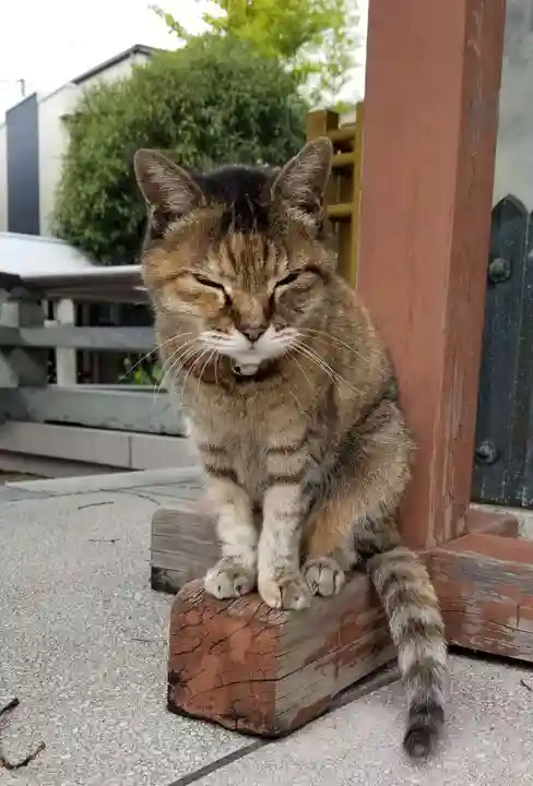 白髭神社の動物