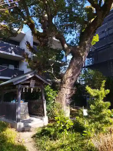 楠玉龍神(大阪府)