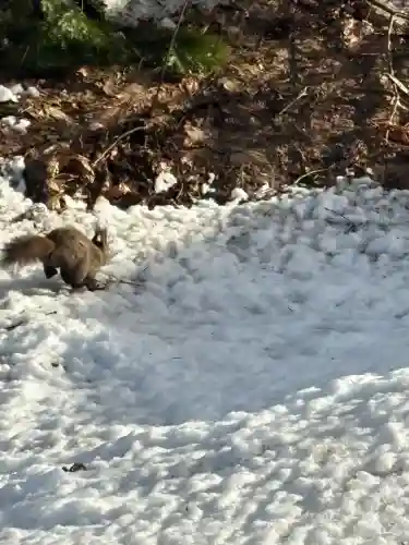 上川神社の動物