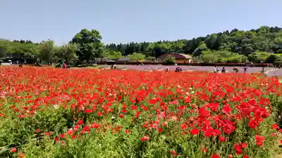 東本願寺本廟 牛久浄苑(牛久大仏)(茨城県)