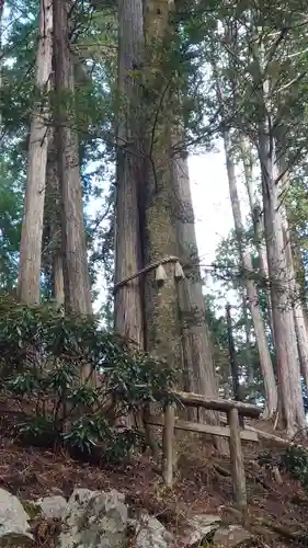 三峯神社の自然